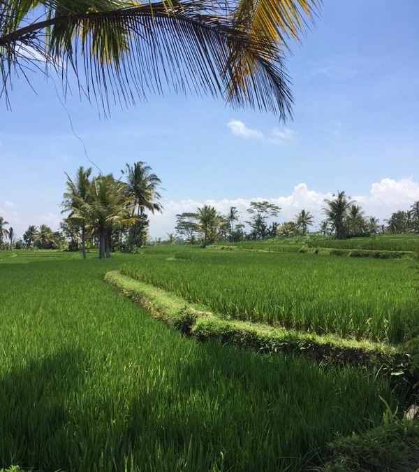 Mountain bike riding, volcano to Ubud http://t.co/…